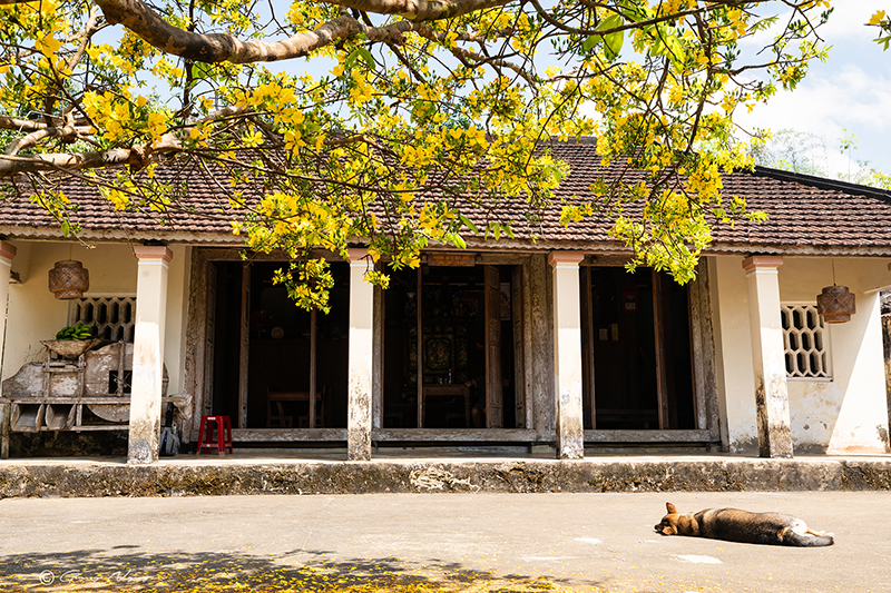 mai làng yên